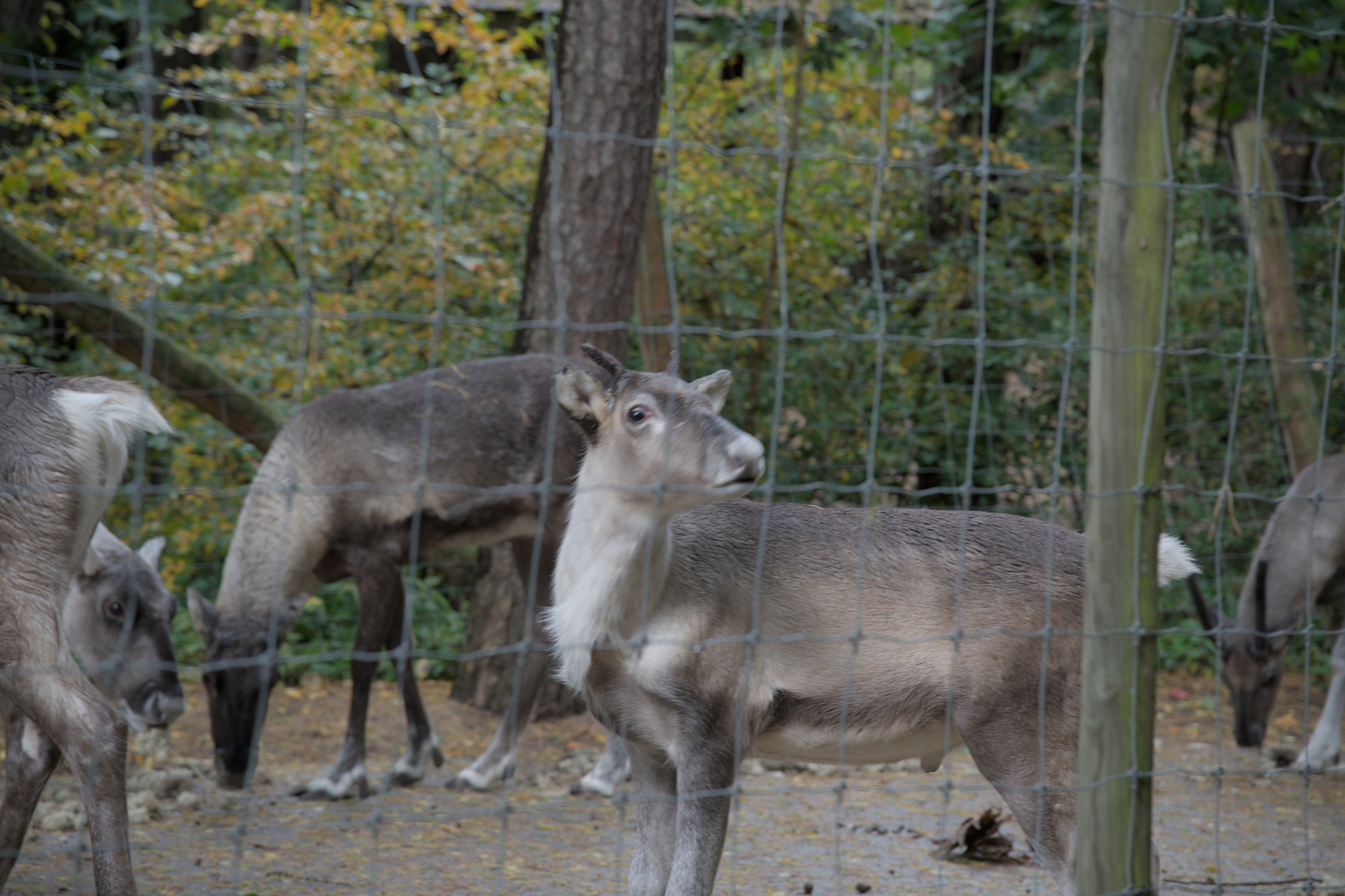 2025/10/12 - zoo/DSC_0066.jpg